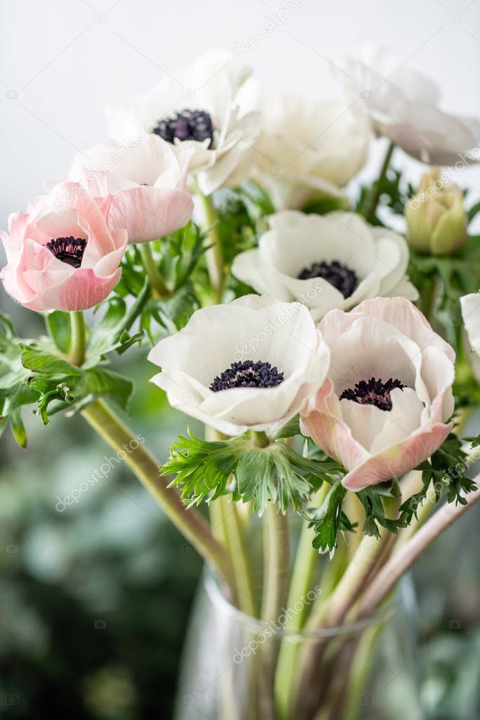 pink and white anemones in glass vase. Bunch pastel color. the concept of a florist in a flower shop. Wallpaper.