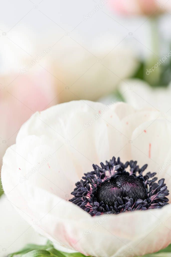 close up pink and white anemones in glass vase. Bunch pastel color. the concept of a florist in a flower shop. Wallpaper.