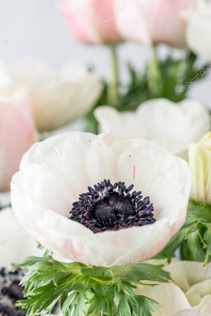 close up pink and white anemones in glass vase. Bunch pastel color. the concept of a florist in a flower shop. Wallpaper. The pistils and stamens, the heart of the flower