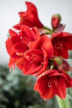 Kırmızı nergis zambağı yakın çekim. Amaryllis cam vazoda çiçekler. Çiçek dükkanı kavramı, duvar kağıdı