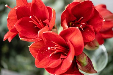 Kırmızı nergis zambağı yakın çekim. Amaryllis cam vazoda çiçekler. Çiçek dükkanı kavramı, duvar kağıdı