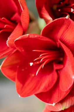 Kırmızı nergis zambağı yakın çekim. Amaryllis cam vazoda çiçekler. Çiçek dükkanı kavramı, duvar kağıdı