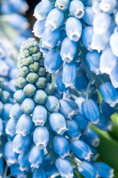 Gros plan des bourgeons. Bouquet de fleurs de muscari bleu dans un vase en verre sur une table en bois. Fleurs bulbeuses printanières. Concept de boutique de fleurs — Photo