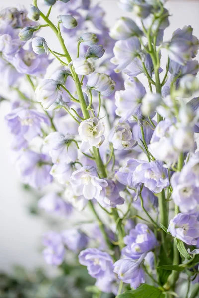 Κλείσε τα πασχαλινά μπουμπούκια. Όμορφο μπλε και λιλά δελφίνιο λουλούδι σε βάζο σε λευκό φόντο. Έννοια φύσης — Φωτογραφία Αρχείου
