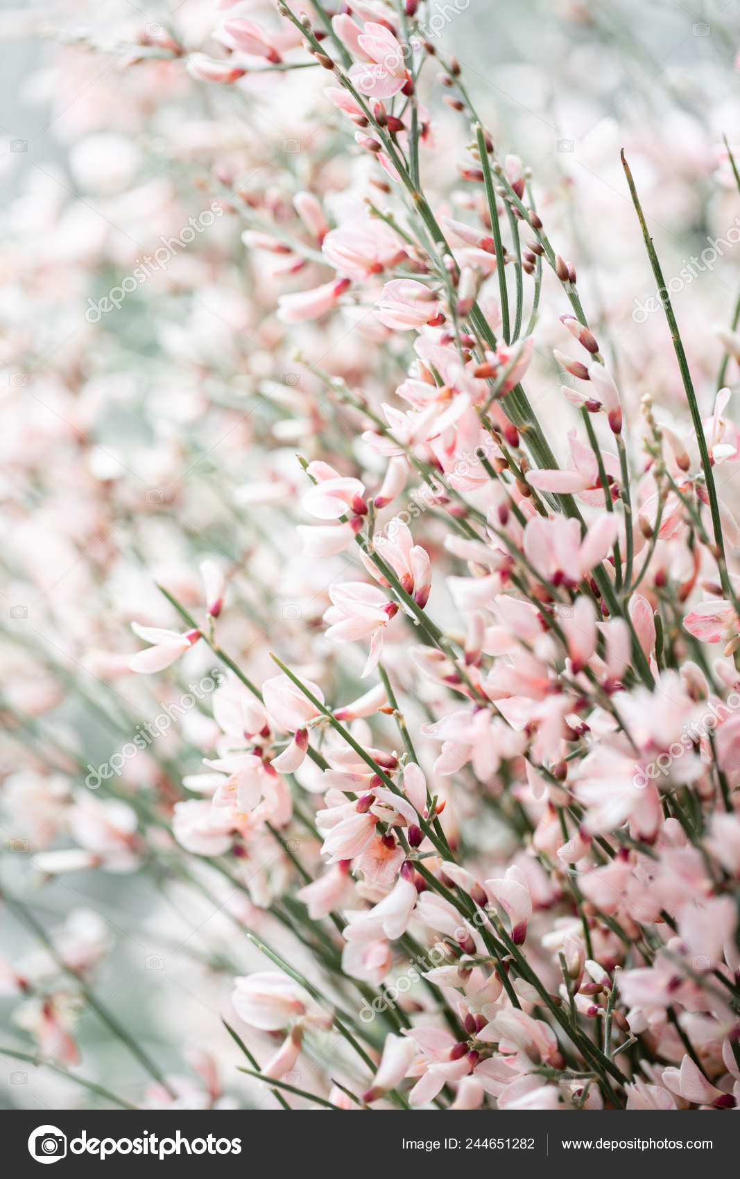 Close Up Bouquet In A Glass Vase Of Light Pink Genista Cytisus