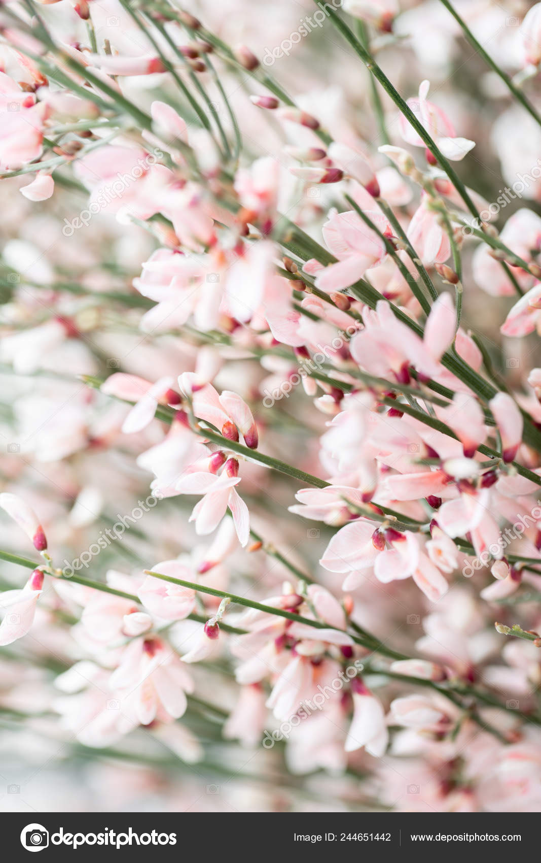 Close Up Bouquet In A Glass Vase Of Light Pink Genista Cytisus