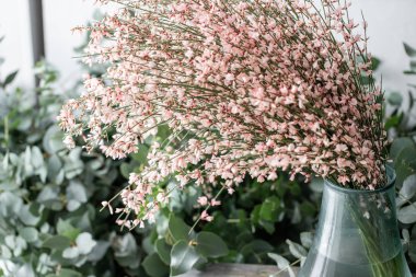 Buket hafif pembe katırtırnağı cytisus çiçek vazoda. Pastel renk. Çiçekli bitki dalları bahar. Çiçekçi Dükkanı