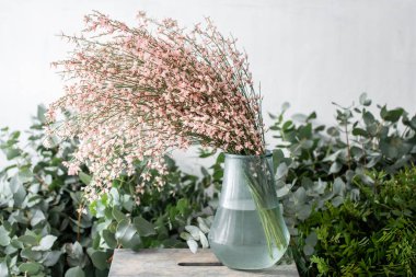 Buket hafif pembe katırtırnağı cytisus çiçek vazoda. Pastel renk. Çiçekli bitki dalları bahar. Çiçekçi Dükkanı