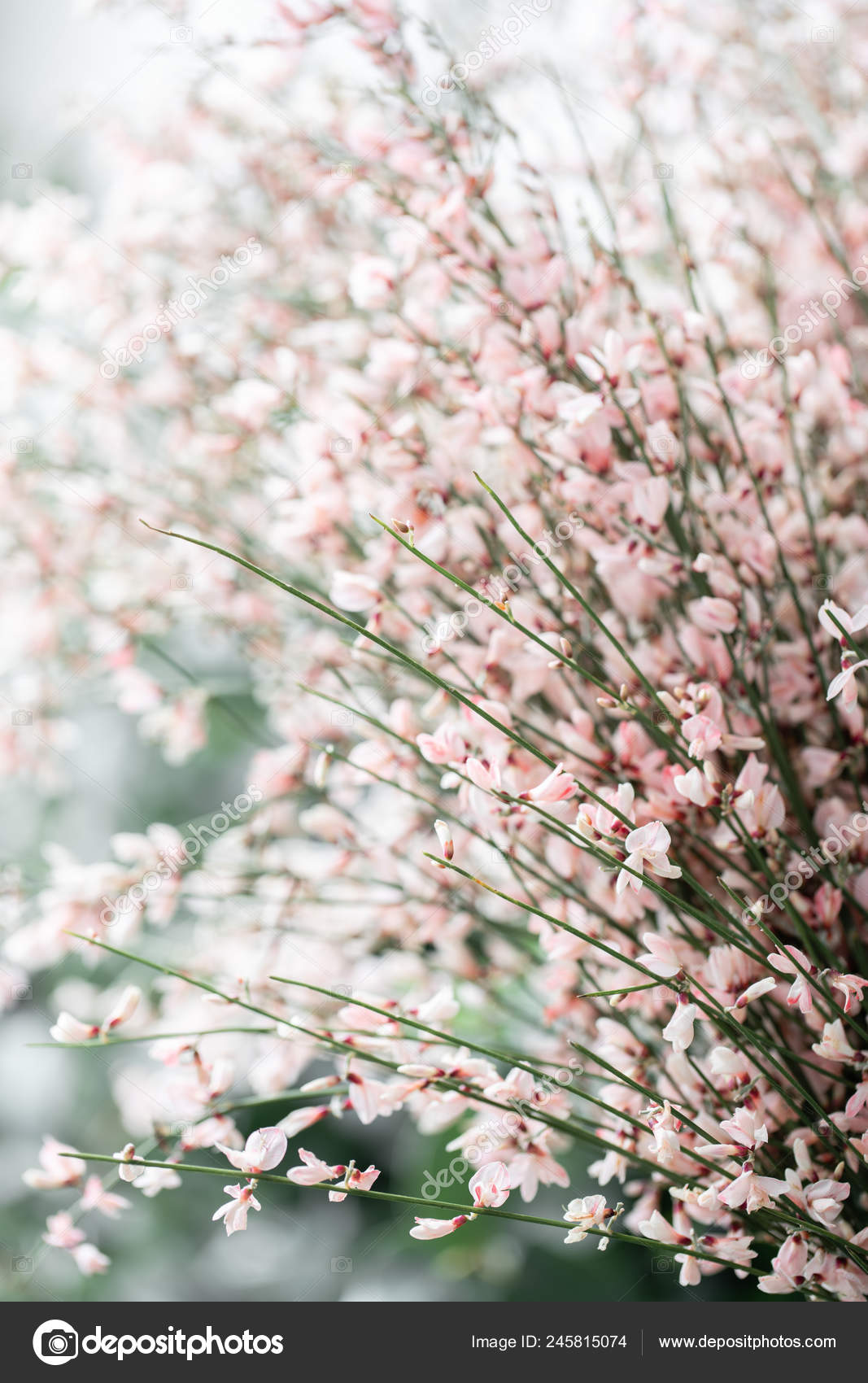Close Up Bouquet In A Glass Vase Of Light Pink Genista Cytisus