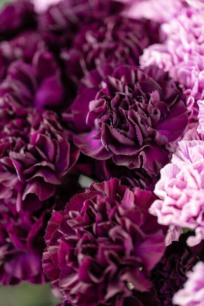 красивые гвоздики цветы в вазе на столе. Букет темно-фиолетового, фиолетового и розового разноцветного цветка. Украшение дома. Цветочная текстура, Обои
.