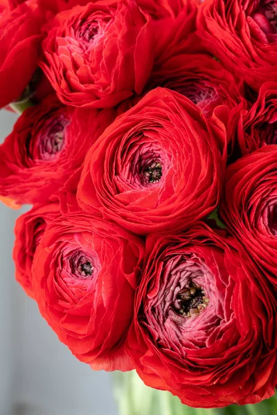 Persiska smörblomma. Gäng röda ranunculus blommor i vas. Blommiga tapeter. Konsistens av blomma — Stockfoto