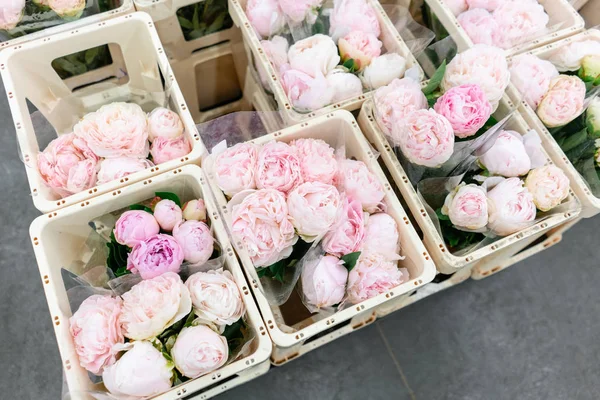 Warehouse refrigerator, Wholesale flowers for flower shops. Pink peonies in a plastic container or bucket. Online store. Floral shop and delivery concept.