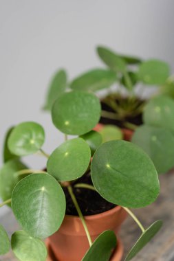 Pilea peperomioides. Çin para bitki veya gözleme bitki. Gri bir arka plan karşı ahşap masa üzerinde kahverengi seramik tencerede Genç Pilea. Trendy iç tasarım ve dekorasyon.
