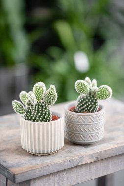 Kaktüs aşığı. Ahşap masa üzerinde şık seramik tencere kaktüs koleksiyonu. Kaktüs ve sulu kompozisyon ile minimalist ev iç . Ev bahçesi şık kavramı.