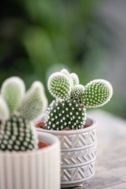 Kaktüs aşığı. Ahşap masa üzerinde şık seramik tencere kaktüs koleksiyonu. Kaktüs ve sulu kompozisyon ile minimalist ev iç . Ev bahçesi şık kavramı.