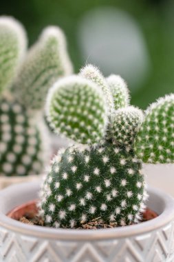 Kaktüs aşığı. Ahşap masa üzerinde şık seramik tencere kaktüs koleksiyonu. Kaktüs ve sulu kompozisyon ile minimalist ev iç . Ev bahçesi şık kavramı.