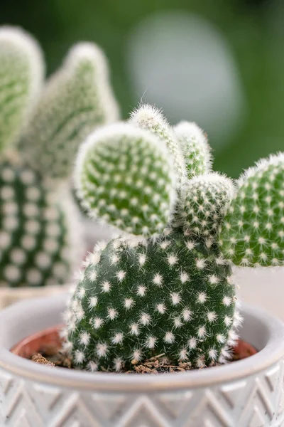 Kaktüs aşığı. Ahşap masa üzerinde şık seramik tencere kaktüs koleksiyonu. Kaktüs ve sulu kompozisyon ile minimalist ev iç . Ev bahçesi şık kavramı.