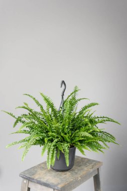 Nephrolepis plants, fern. Stylish green plant in ceramic pots on wooden vintage stand on background of gray wall. Modern room decor. sansevieria plants clipart