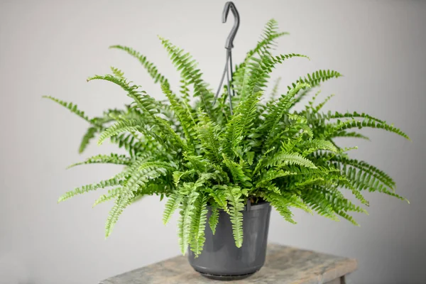 Plantas de nefrolepis, samambaia. Planta verde elegante em vasos cerâmicos em suporte vintage de madeira no fundo da parede cinza. Decoração moderna do quarto. plantas sansevieria — Fotografia de Stock