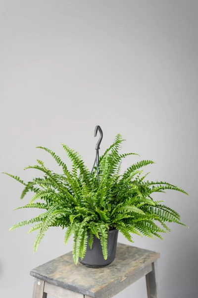 Rośliny Nefrolepis, Paproć. Stylowa Zielona roślina w doniczkach ceramicznych na drewnianym stojaku na tle szarej ściany. Jest to nowocześnie urządzony pokój. rośliny SANSEVIERIA — Zdjęcie stockowe