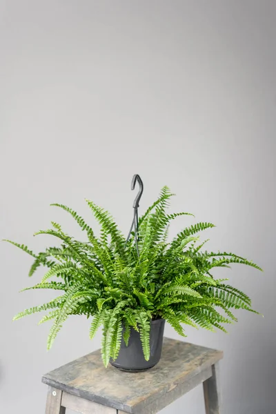 Plantas de nefrolepis, samambaia. Planta verde elegante em vasos cerâmicos em suporte vintage de madeira no fundo da parede cinza. Decoração moderna do quarto. plantas sansevieria — Fotografia de Stock