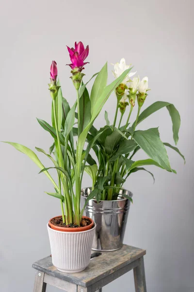 Turmeric is a flowering plant, Curcuma longa of the ginger family. Stylish green plant in ceramic pots on wooden vintage stand on background of gray wall. Modern room decor. sansevieria plants — Stock Photo, Image