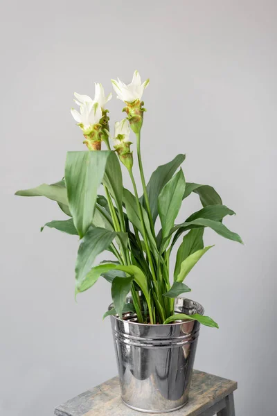 Turmeric is a flowering plant, Curcuma longa of the ginger family. Stylish green plant in ceramic pots on wooden vintage stand on background of gray wall. Modern room decor. sansevieria plants — Stock Photo, Image