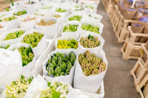 Armazém geladeira, flores por atacado para lojas de flores. Hyacinths em um recipiente de plástico ou balde. Loja online. Loja floral e conceito de entrega . — Fotografia de Stock