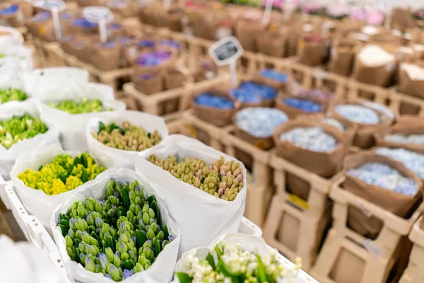 Lemari pendingin, bunga Wholesale untuk toko bunga. Hyacinth dalam wadah plastik atau ember. Toko online. Toko bunga dan konsep pengiriman . — Stok Foto