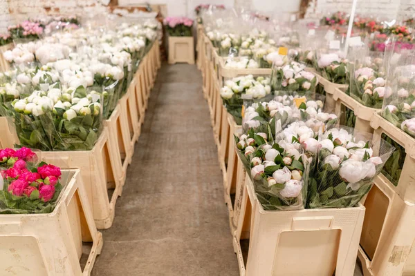 Warehouse refrigerator, Wholesale flowers for flower shops. White peonies in a plastic container or bucket. Online store. Floral shop and delivery concept.