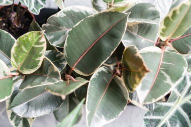 Ficus bitkilerinin yakın çekim yaprağı. Gri duvar arka planda ahşap vintage standı üzerinde seramik tencere şık yeşil bitki. Modern oda dekoru. sansevieria bitkiler