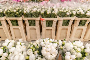 Depo buzdolabı, çiçek dükkanları için toptan çiçek. Plastik bir kap veya kova beyaz şakayık. Online mağaza. Çiçek dükkanı ve teslimat konsepti.