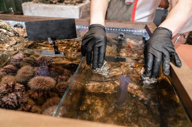 Satıcı istiridyeleri sudan çıkarır. İstiridye, deniz kestanesi ve midye Fransa'da sokak pazarında bir su akvaryumları satılık. Deniz ürünleri konsepti.