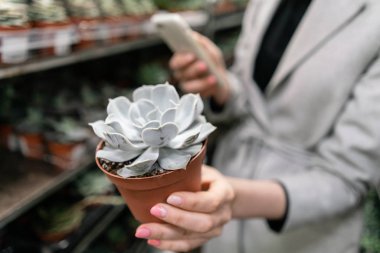 Bahçe merkezi ve toptan tedarikçi konsepti. Seçici odak kadın elinde tencere sulu üzerinde. Ev için bitki satın alıyorum. Neşeli kadın kameraya saksı sulu dışarı tutarak.