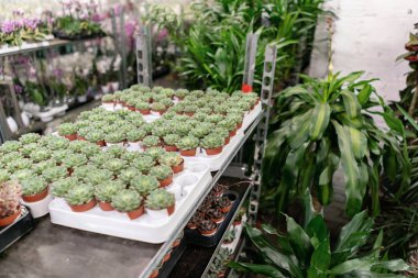 Bahçe Merkezi ve toptan Tedarikçi konsepti. Çiçek tencere birçok farklı kaktüs arabası raflarında mağaza. Saksı küçük kaktüs ve etli bitkiler satışı lot.