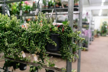 Çiçek dükkanındaki saksılarda bir sürü farklı bitki var. Bahçe merkezi ve toptancı konsepti. Yeşil arka plan. Bir sürü yaprak.