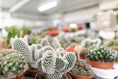 Bahçe Merkezi ve toptan Tedarikçi konsepti. Çiçek tencere birçok farklı kaktüs arabası raflarında mağaza. Saksı küçük kaktüs ve etli bitkiler satışı lot.