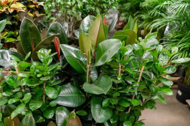 Çiçek dükkanındaki saksılarda bir sürü farklı bitki var. Bahçe merkezi ve toptancı konsepti. Yeşil arka plan. Bir sürü yaprak.