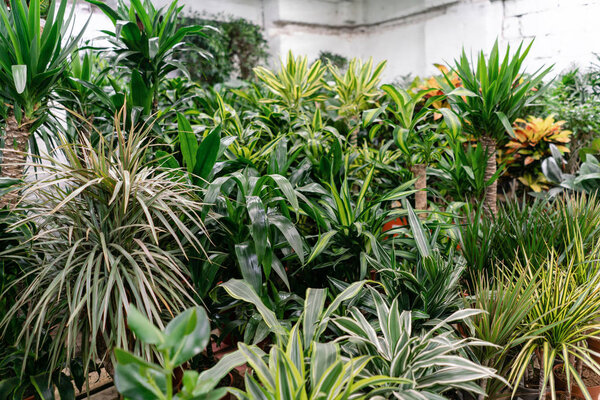 Many different high plants in flower pots in flowers store. Garden center and wholesale supplier concept. Green background. Lots of leaves.