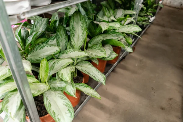Molte piante diverse in vasi di fiori in negozio di fiori. Garden center e concetto di fornitore all'ingrosso. Sfondo verde. Un sacco di foglie. — Foto Stock