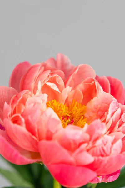 Close-up Coral pion in a metal vase. Beautiful peony flower for catalog or online store. Floral shop concept . Beautiful fresh cut bouquet. Copy space. — Stock Photo, Image