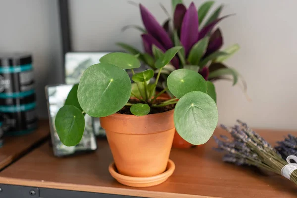 Pilea peperomioides. Çin para bitki veya gözleme bitki. Gri bir arka plan karşı ahşap masa üzerinde kahverengi seramik tencerede Genç Pilea. Trendy iç tasarım ve dekorasyon.