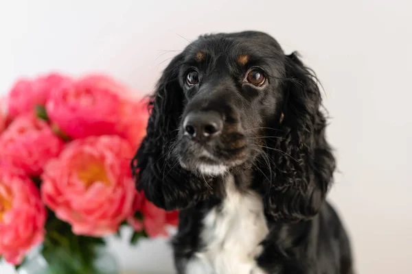 黒い犬、ロシアのスパニエルは、ガラスの花瓶にサンゴのピオニーと座っています。花屋さんから美しいピオニー。花の配達。スペースのコピー — ストック写真