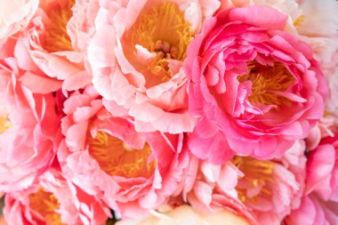 Çiçek halı veya Duvar Kağıdı. Mercan şakayıklarının arka planı. Odada sabah ışığı var. Katalog veya online mağaza için güzel şakayık çiçek. Çiçek dükkanı ve teslimat konsepti .