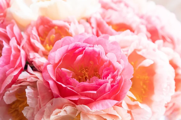 Floral carpet or Wallpaper. Background of coral peonies. Morning light in the room. Beautiful peony flower for catalog or online store. Floral shop and delivery concept . — Stock Photo, Image