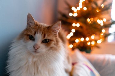 Noel ağacı arka plan sevimli kabarık kırmızı ve beyaz kedi. Evde Doğal Danimarka ladin dekorasyon. Bir evin iç kış tatilleri. Hafif çelenkler.