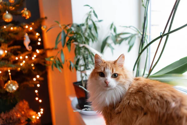Söt fluffiga röd och vit katt på julgran bakgrund. Dekorera natur dansk Gran hemma. Vintersemester i ett hus interiör. Ljus kransar. — Stockfoto