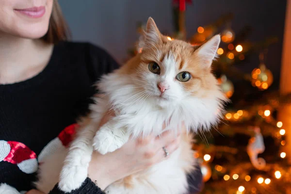 Pretty Girl omfamnar fluffiga röd och vit katt på julgran bakgrund. Dekorera natur dansk Gran hemma. Vintersemester i ett hus interiör. Ljus kransar. — Stockfoto