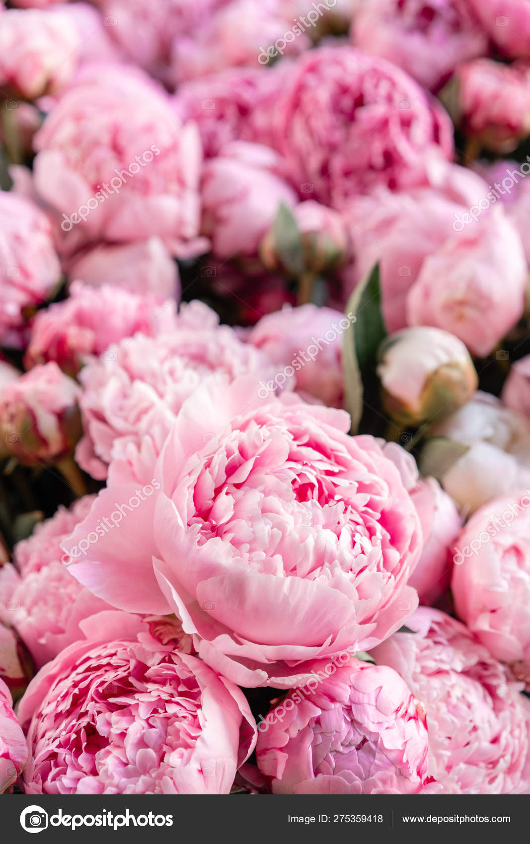 Floral carpet or Wallpaper. Background of pink peonies. Morning light in  the room. Beautiful peony flower for catalog or online store. Floral shop  and delivery concept . Stock Photo by ©MalkovKosta 275359418