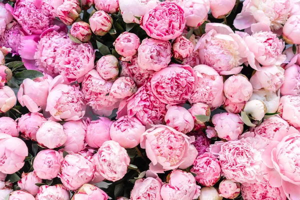 Magazijn koelkast, Groothandel bloemen voor bloemenwinkels. Roze pioenrozen in een plastic container of emmer. Online winkel. Bloemenwinkel en leverings concept. — Stockfoto